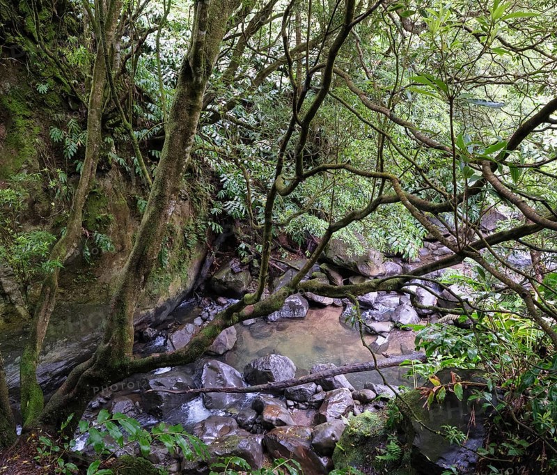 Stream on the way to the Salto do Cabrito waterfall, SÃ£o Miguel, Azores, Portugal