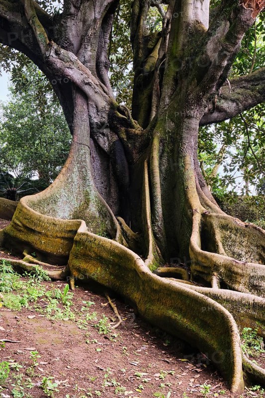 Moreton Bay fig (Ficus macrophylla), Jardim Botanico JosÃ© do Canto, Ponta Delgada, SÃ£o Miguel, Azores, Portugal