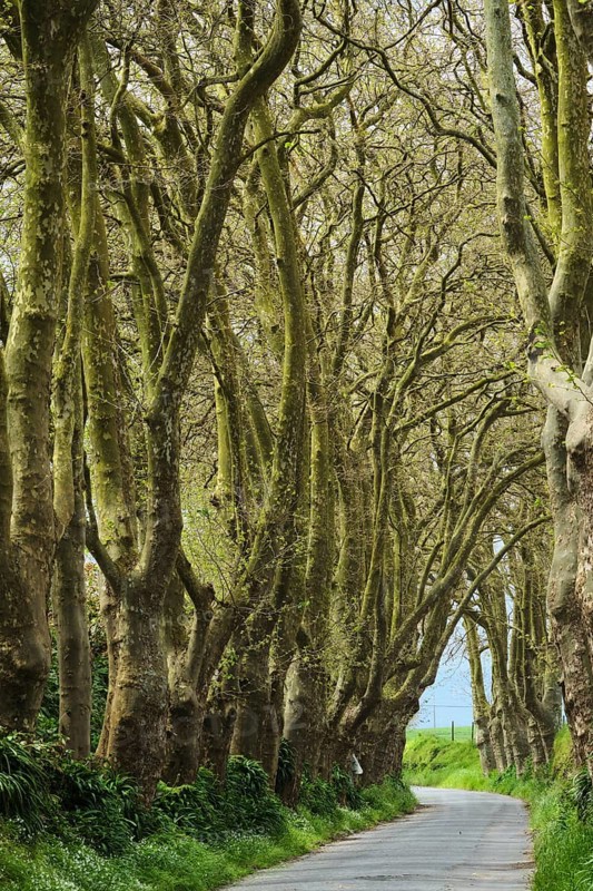Avenue with plane trees, Ribeira Grande, SÃ£o Miguel, Azores, Portugal
