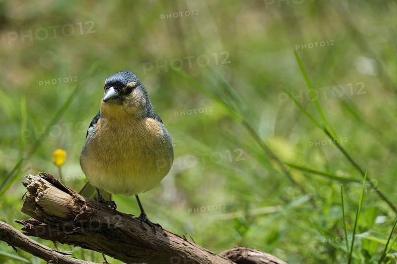 Azores chaffinch (Fringilla moreletti), SÃ£o Miguel, Azores, Portugal