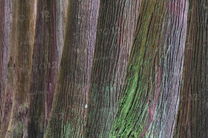 Cryptomeria japonica, SÃ£o Miguel, Azores, Portugal