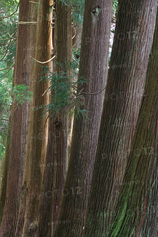 Cryptomeria japonica, SÃ£o Miguel, Azores, Portugal