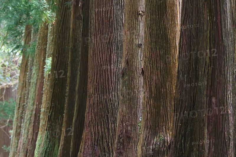 Cryptomeria japonica, SÃ£o Miguel, Azores, Portugal