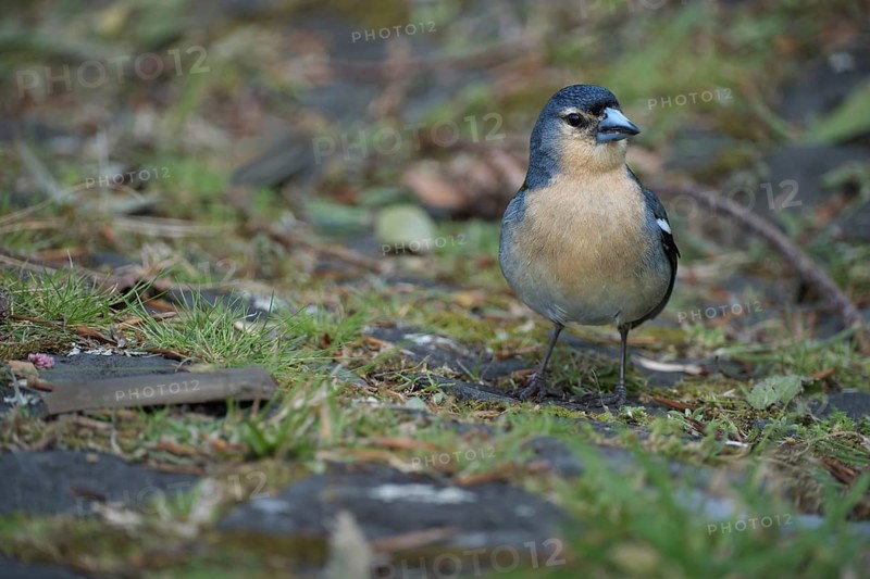 Azores chaffinch (Fringilla moreletti), SÃ£o Miguel, Azores, Portugal