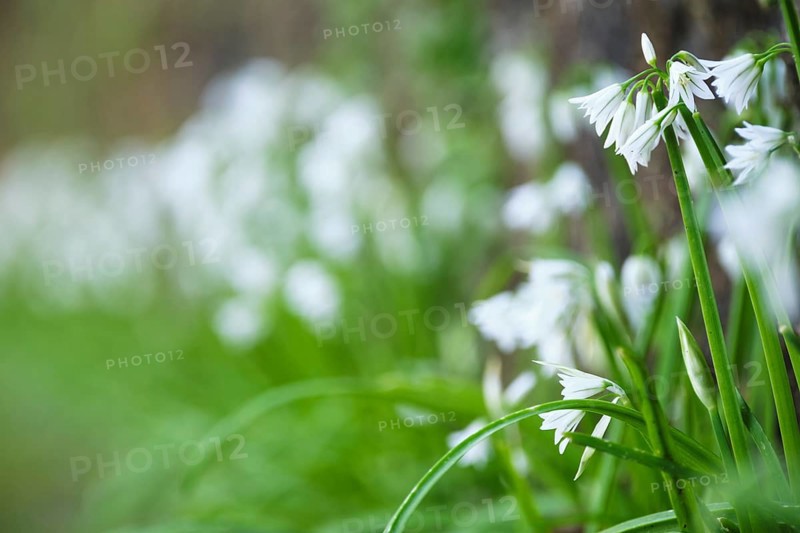 Bluebell, SÃ£o Miguel, Azores, Portugal