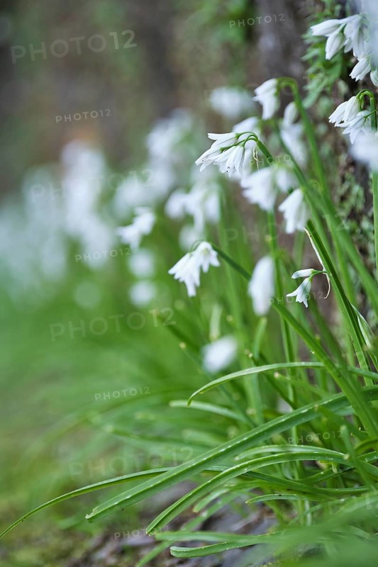 Bluebell, SÃ£o Miguel, Azores, Portugal