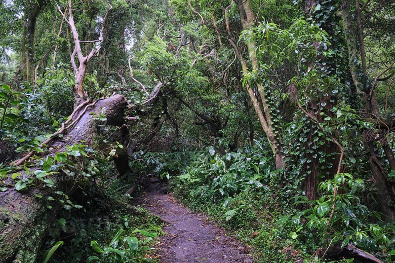 Dense forest, SÃ£o Miguel, Azores, Portugal
