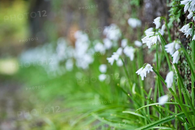 Bluebell, SÃ£o Miguel, Azores, Portugal