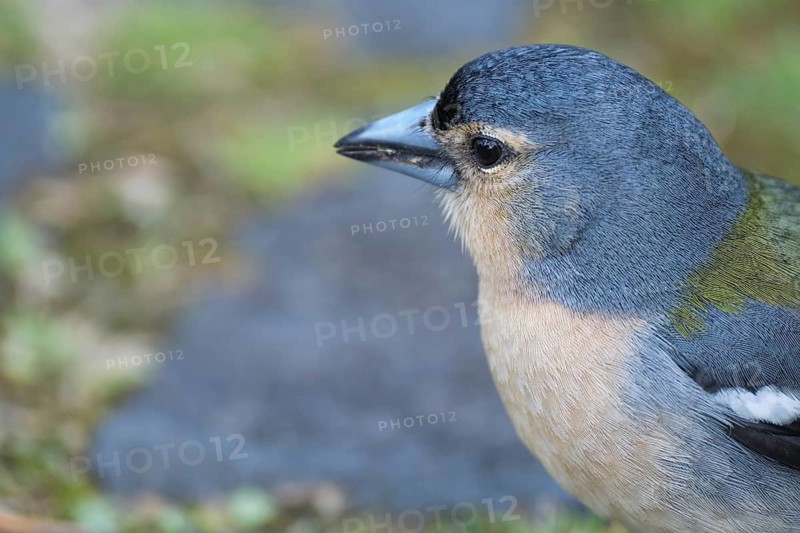 Azores chaffinch (Fringilla moreletti), SÃ£o Miguel, Azores, Portugal