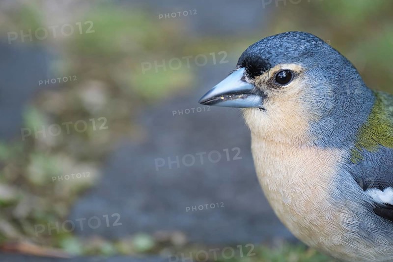 Azores chaffinch (Fringilla moreletti), SÃ£o Miguel, Azores, Portugal