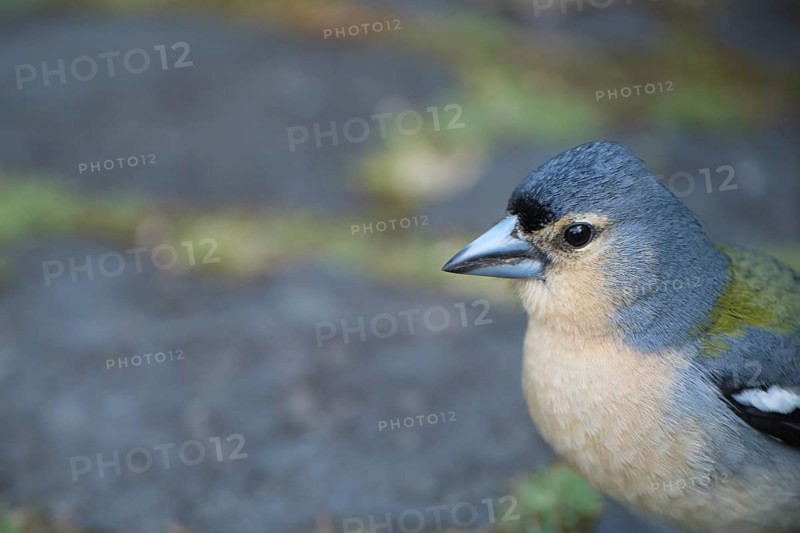 Azores chaffinch (Fringilla moreletti), SÃ£o Miguel, Azores, Portugal