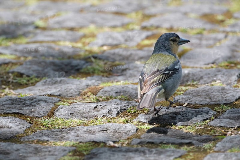 Azores chaffinch (Fringilla moreletti), SÃ£o Miguel, Azores, Portugal