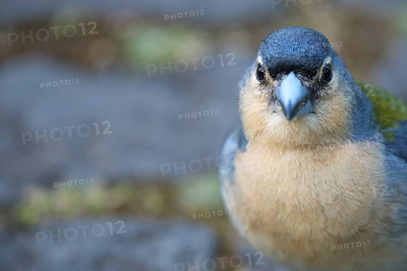 Azores chaffinch (Fringilla moreletti), SÃ£o Miguel, Azores, Portugal