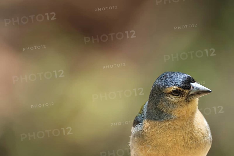 Azores chaffinch (Fringilla moreletti), SÃ£o Miguel, Azores, Portugal