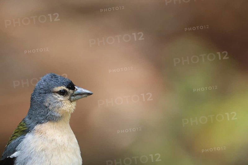 Azores chaffinch (Fringilla moreletti), SÃ£o Miguel, Azores, Portugal
