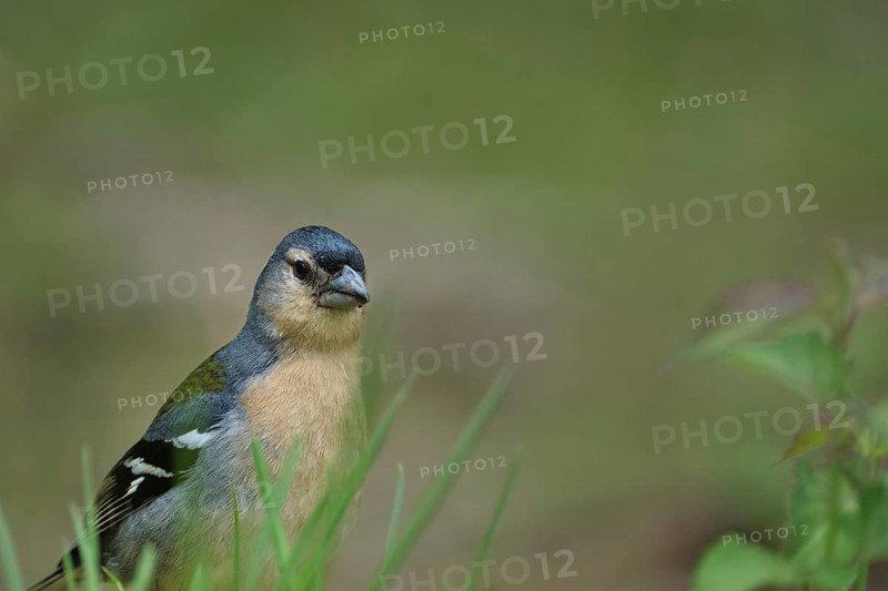 Azores chaffinch (Fringilla moreletti), SÃ£o Miguel, Azores, Portugal