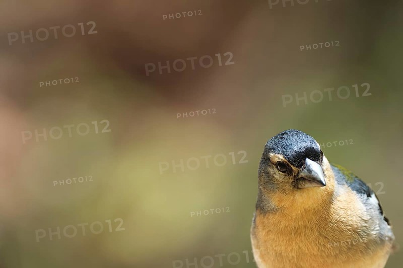 Azores chaffinch (Fringilla moreletti), SÃ£o Miguel, Azores, Portugal