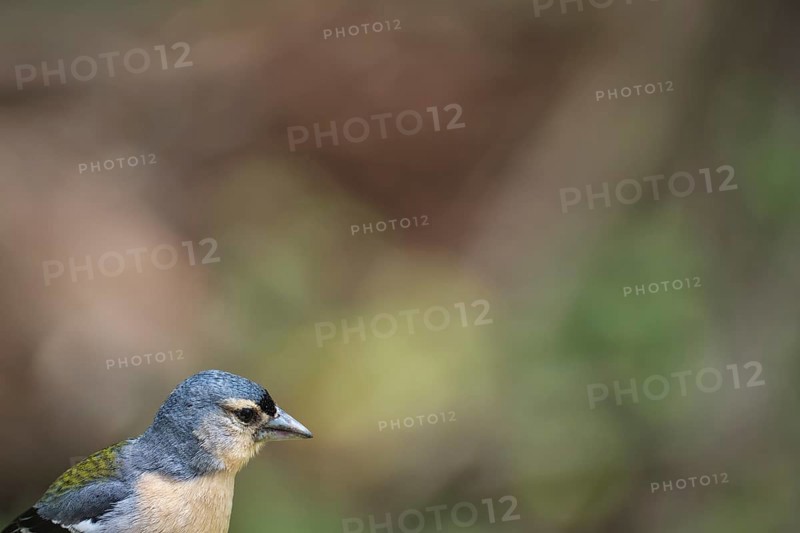 Azores chaffinch (Fringilla moreletti), SÃ£o Miguel, Azores, Portugal