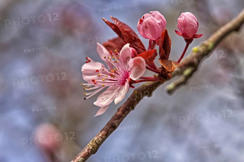 Pink cherry blossoms and buds on a branch in spring light, Krefeld