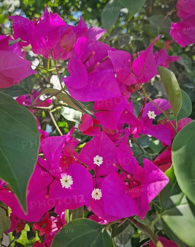 Close-up vibrant magenta bougainvillea flowers with small white centers, surrounded by lush green leaves. The sunlight highlights their intense color, creating a beautiful and natural beauty