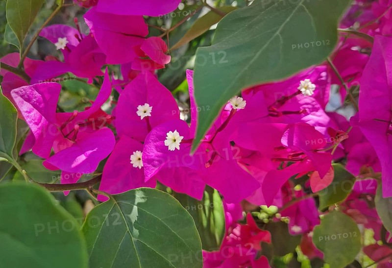 Closeup vibrant magenta bougainvillea flowers with small white centers, surrounded by lush green leaves. The sunlight highlights their intense color, creating a beautiful and natural beauty