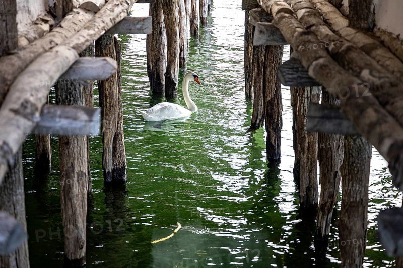 A swan swims under wooden stakes in greenish water, Lake Dwellings Unteruhldingen Open-Air Museum Lake Constance Germany