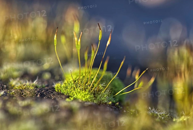Close-up of moss sprouts in fresh green with blur, Krefeld