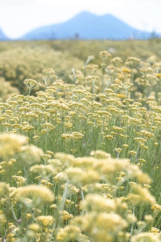 Cultivation of the Curry plant (Helichrysum italicum), also known as Italian immortelle or curry herb, a plant species in the Asteraceae family. and used as a spice plant in the Mediterranean region, Plateau de Valensole, Alpes-de-Haute-Provence department, Provence-Alpes-Cote-d'Azur region, France
