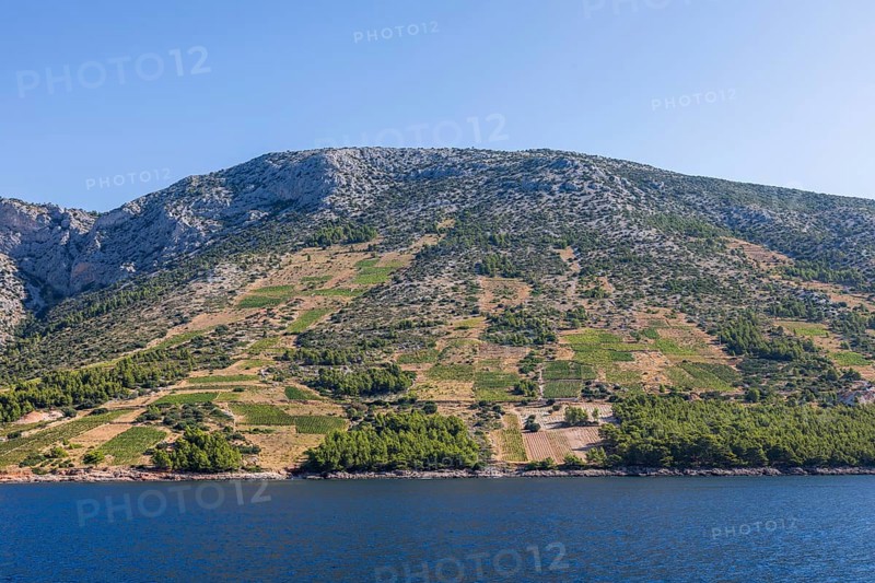 View of vineyards from the sea, Ivan Dolac, island of Hvar, Dalmatia, Croatia