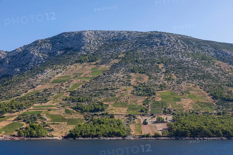 View of vineyards from the sea, Ivan Dolac, island of Hvar, Dalmatia, Croatia