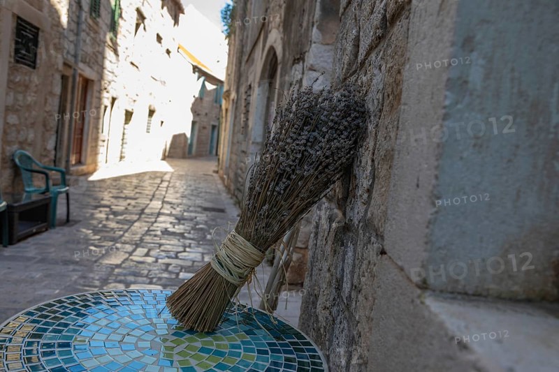 Lavender in bloom, alley in the old town centre, Starigrad, island of Hvar, Dalmatia, Croatia