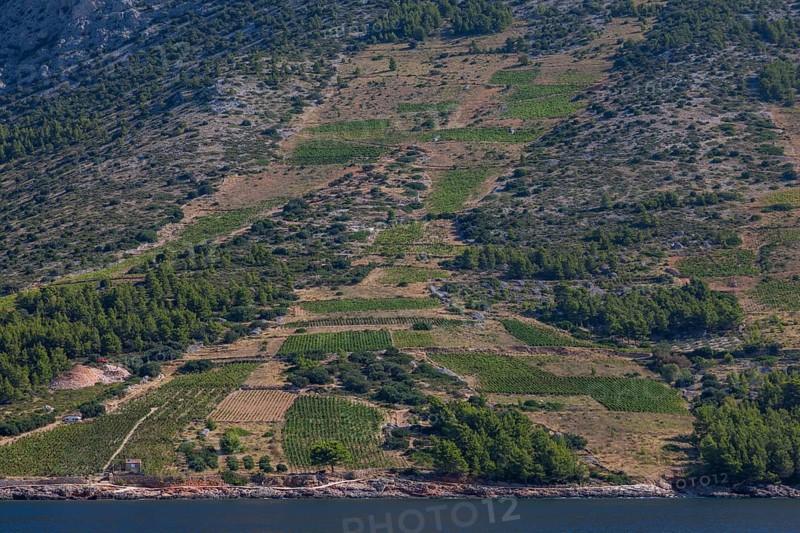 View from the sea of vineyards on the coast of the island of Hvar, near Ivan Dolac, Hvar, Dalmatia, Croatia
