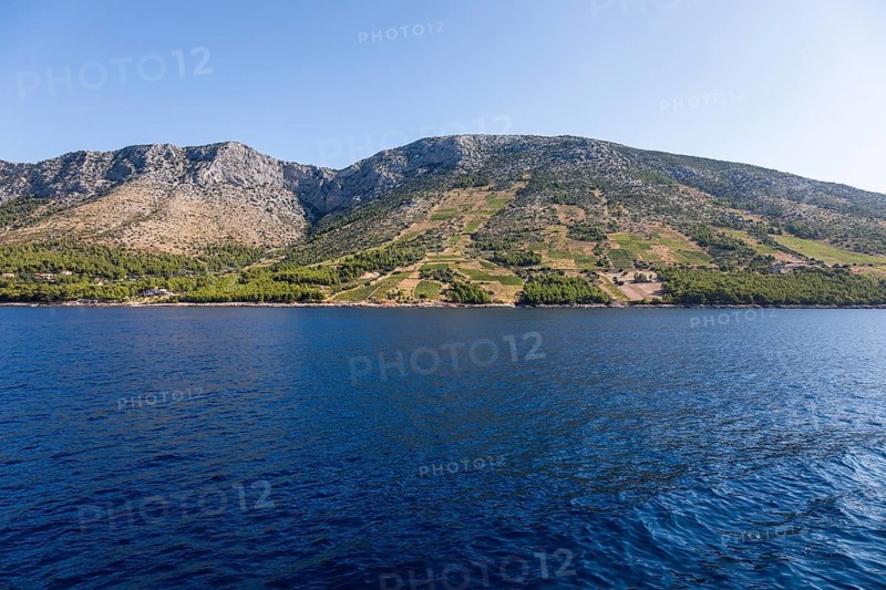 View from the sea of vineyards on the coast of the island of Hvar, near Ivan Dolac, Hvar, Dalmatia, Croatia