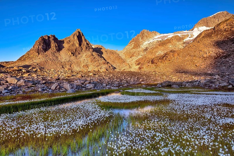 Flowering cotton grass (Eriophorum) in the Furka region at sunrise, Urseren Valley, Canton Uri, Switzerland