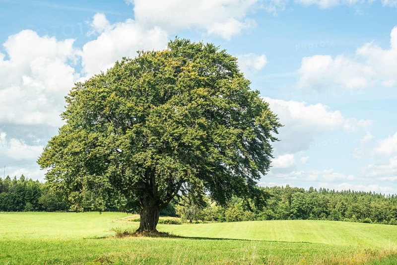 Lonely beech tree on meadow in SkÃ¥ne county, Sweden, Scandinavian