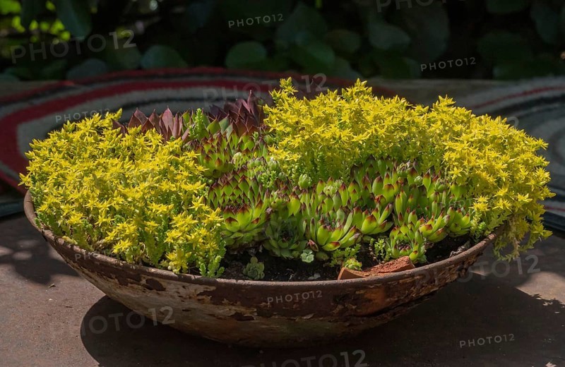 Sedum species in a bowl, North Rhine-Westphalia, Germany