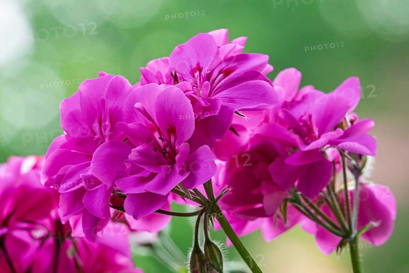 Geranium blossoms, pelargoniums, MÃ¼nsterland, North Rhine-Westphalia, Germany