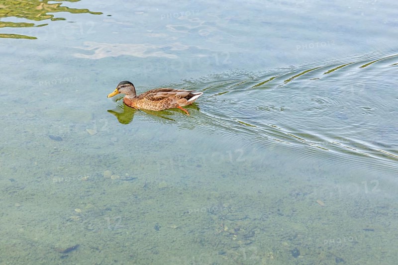A duck (Anas platyrhynchos) swimming on calm, clear water, Lake Altaussee, Altaussee, Styria, Austria