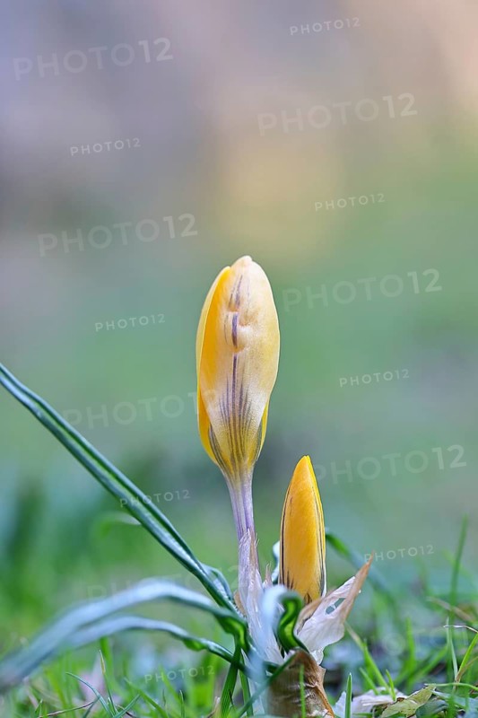 Yellow crocuses (Crocus sp.) on a lawn in the garden, Wilnsdorf, North Rhine-Westphalia, Germany
