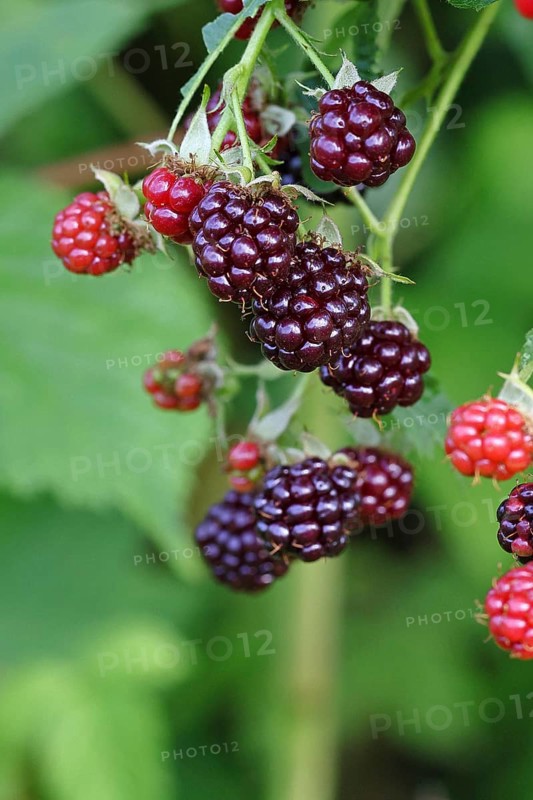 Blackberries (Rubus fruticosus), unripe and ripe fruit on a bush in a forest, Wilnsdorf, North Rhine-Westphalia, Germany