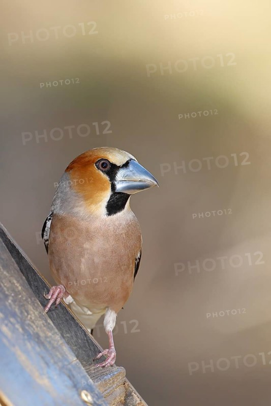 Hawfinch (Coccothraustes coccothraustes), male, sitting at a feeder in the garden, wildlife, colourful plumage, animals, finches, birds, Wilnsdorf, North Rhine-Westphalia, Germany