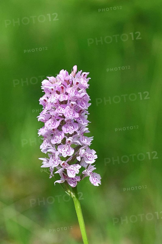Moorland spotted orchid (Dactylorhiza maculata), inflorescence, close-up, Wilnsdorf, North Rhine-Westphalia, Germany