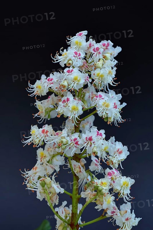 Horse chestnut (Aesculus hippocastanum), flower, inflorescence against a black background, Wilnsdorf, North Rhine-Westphalia, Germany