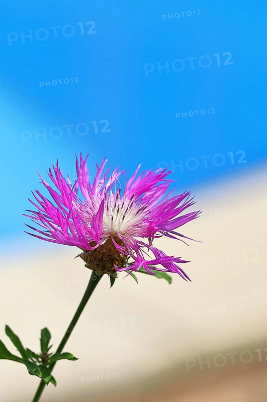 Meadow knapweed or common knapweed (Centaurea jacea), flower, Wilnsdorf, North Rhine-Westphalia, Germany