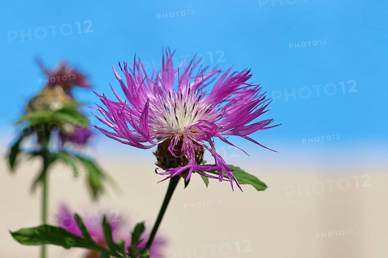 Meadow knapweed or common knapweed (Centaurea jacea), flower, Wilnsdorf, North Rhine-Westphalia, Germany