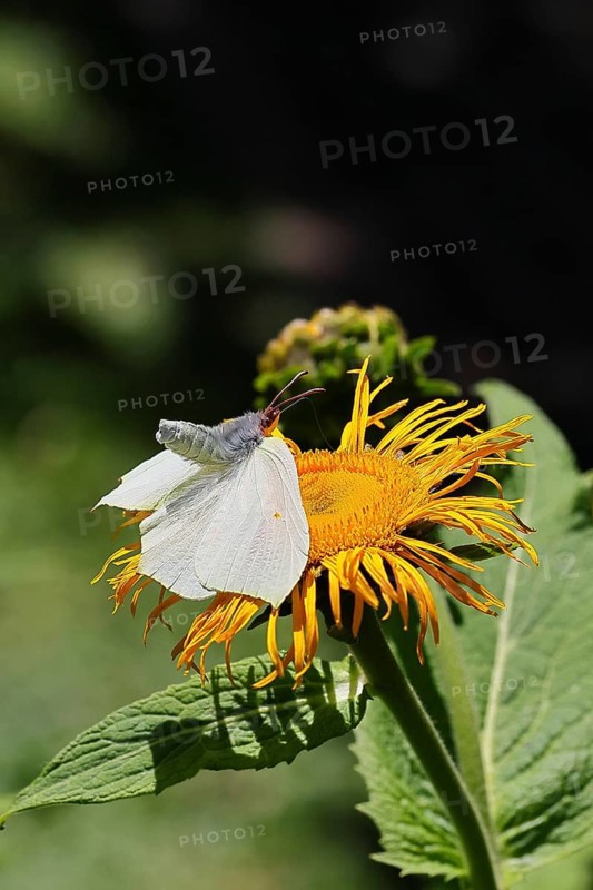 Lemon butterfly (Gonepteryx rhamny) landing on a yellow flower of a Great Telekie (Telekia speciosa), Wilnsdorf, North Rhine-Westphalia, Germany