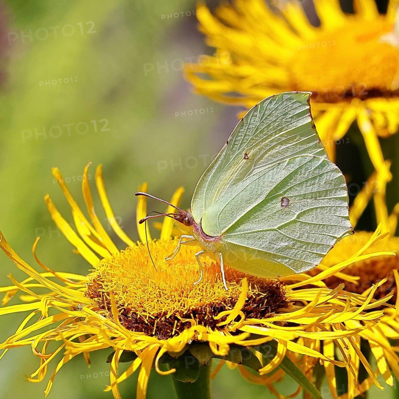 Lemon butterfly (Gonepteryx rhamny) on a yellow flower of a Great Telekie (Telekia speciosa), close-up, Wilnsdorf, North Rhine-Westphalia, Germany