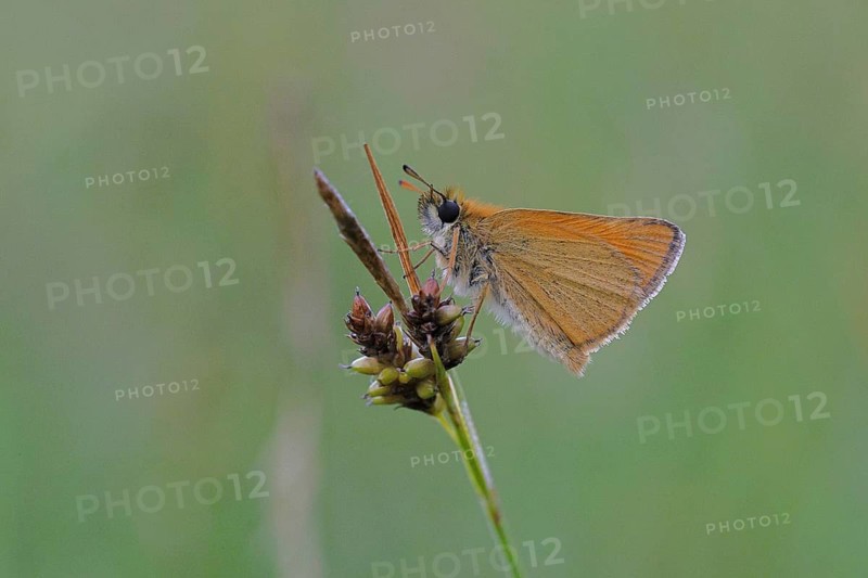 Large skipper (Ochlodes sylvanus, Augiades sylvanus), resting on a blade of grass in a meadow, close-up, macro photograph, Wilnsdorf, North Rhine-Westphalia, Germany