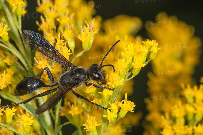 Long-stemmed digger wasp (Isodontia mexicana) with transparent wings on yellow Solidago canadensis flowers, Baden-WÃ¼rttemberg, Germany