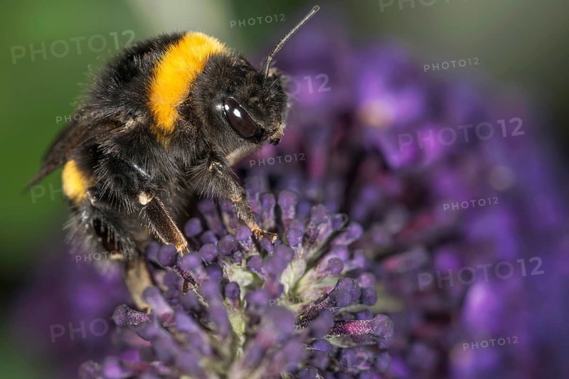 Large earth bumblebee (Bombus terrestris) on purple flower panicle of butterfly bush (Buddleja) in close-up, Baden-WÃ¼rttemberg, Germany